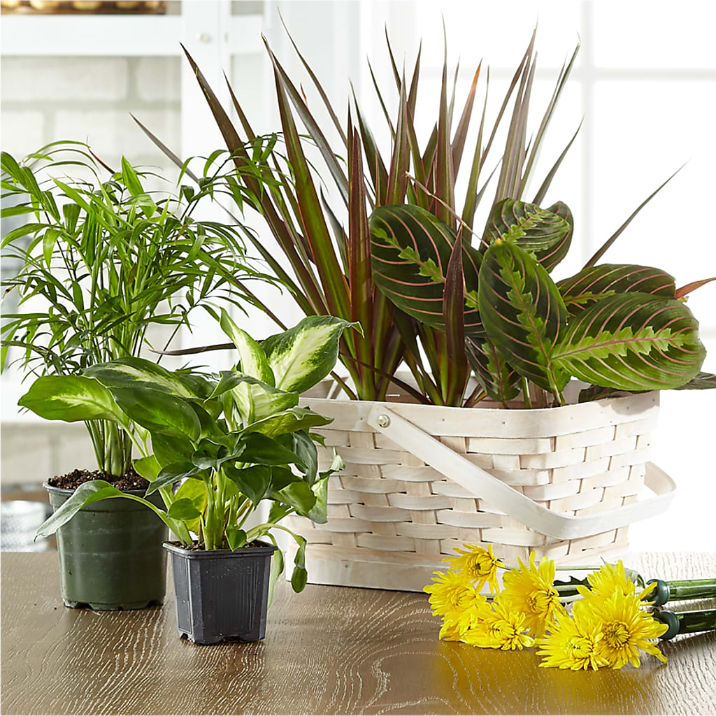 Florist Designed Blooming and Green Plants in a Basket – Unique Flowers And Wedding, Miami FL