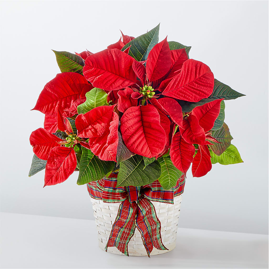 Happiest Holidays Poinsettia – Unique Flowers And Wedding, Miami FL