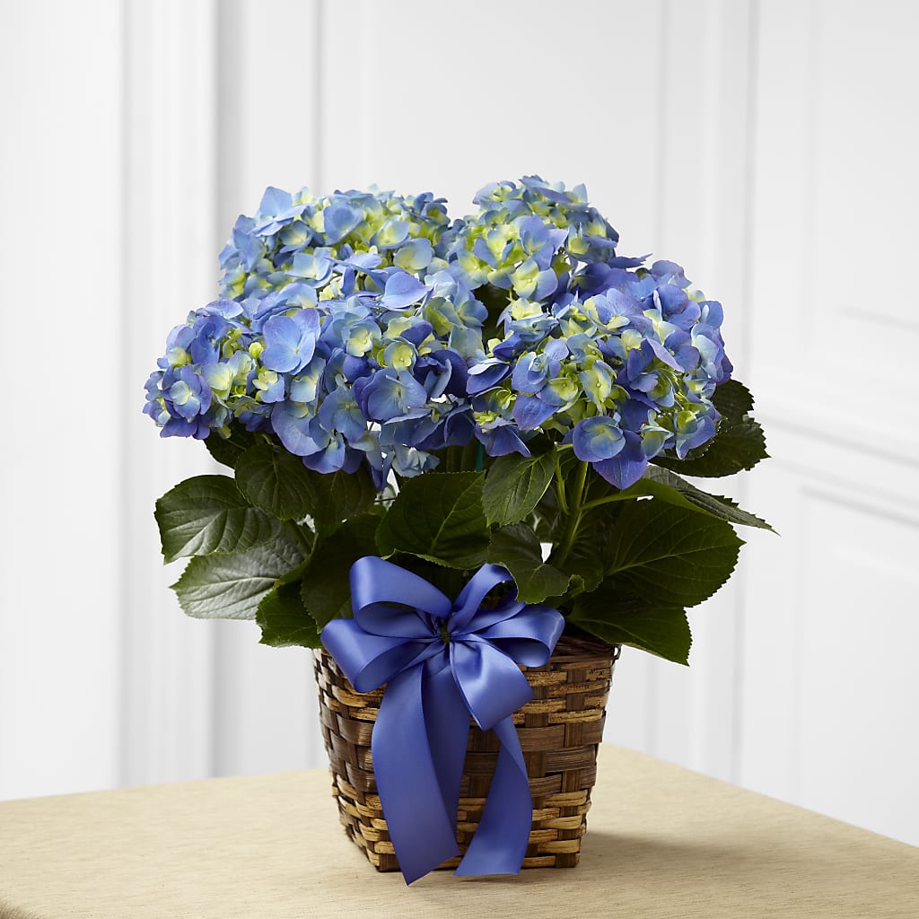 Blue Hydrangea Planter – Unique Flowers And Wedding, Miami FL
