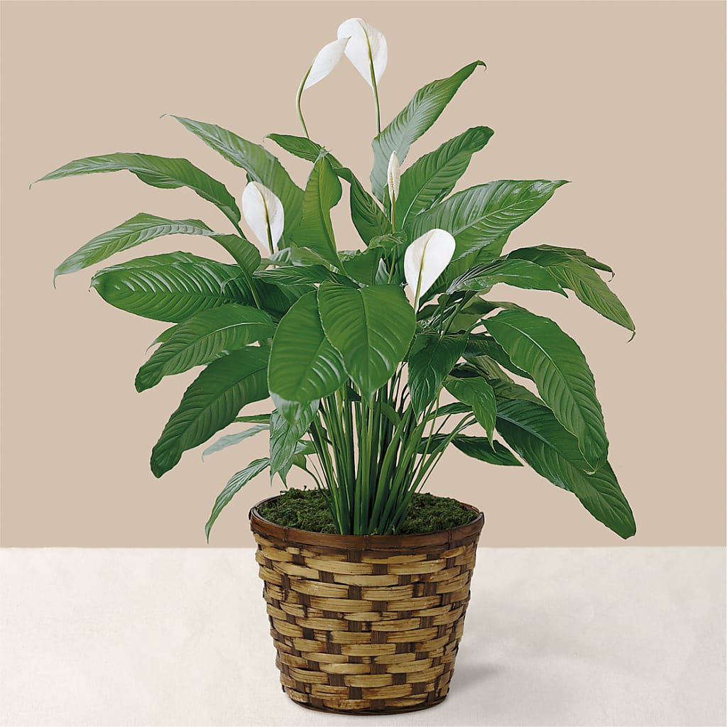 Tranquil Moments Peace Lily Plant – Unique Flowers And Wedding, Miami FL