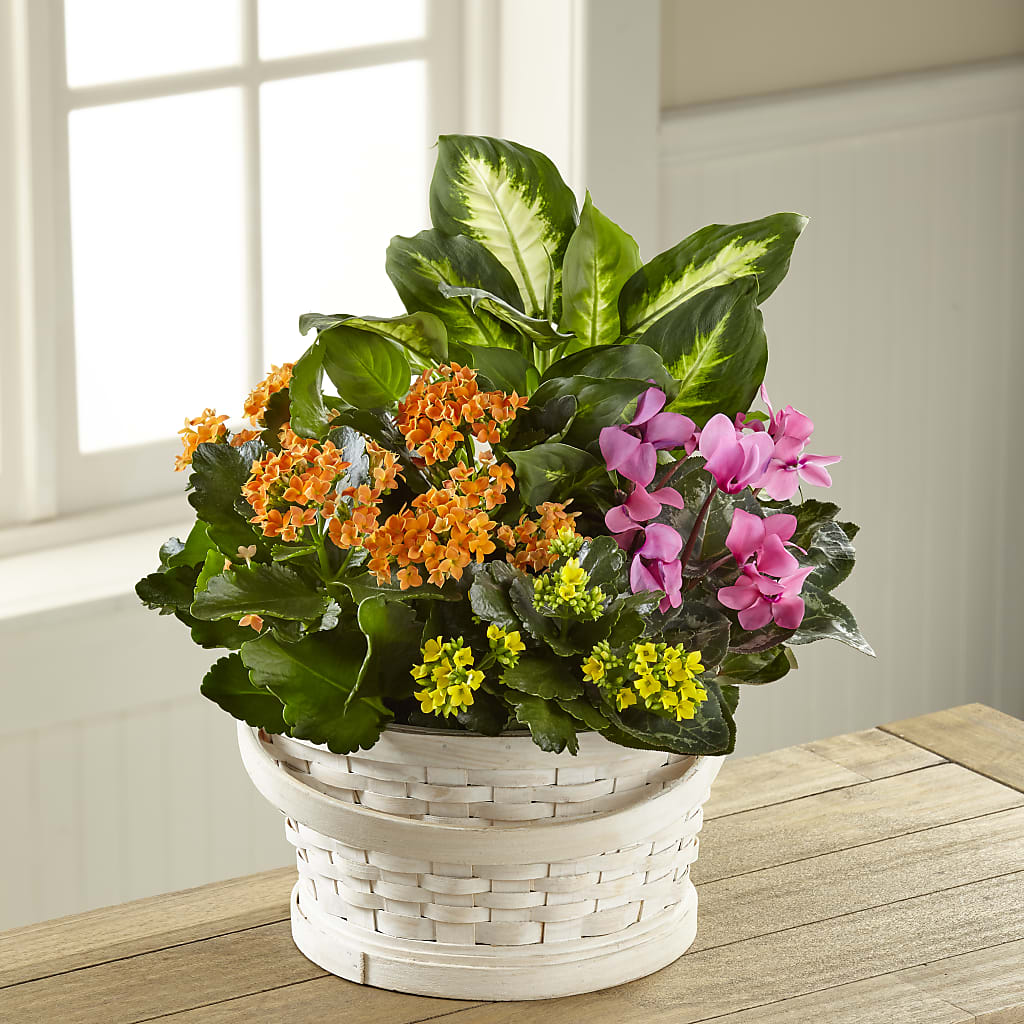 Color Crush Dishgarden – Unique Flowers And Wedding, Miami FL