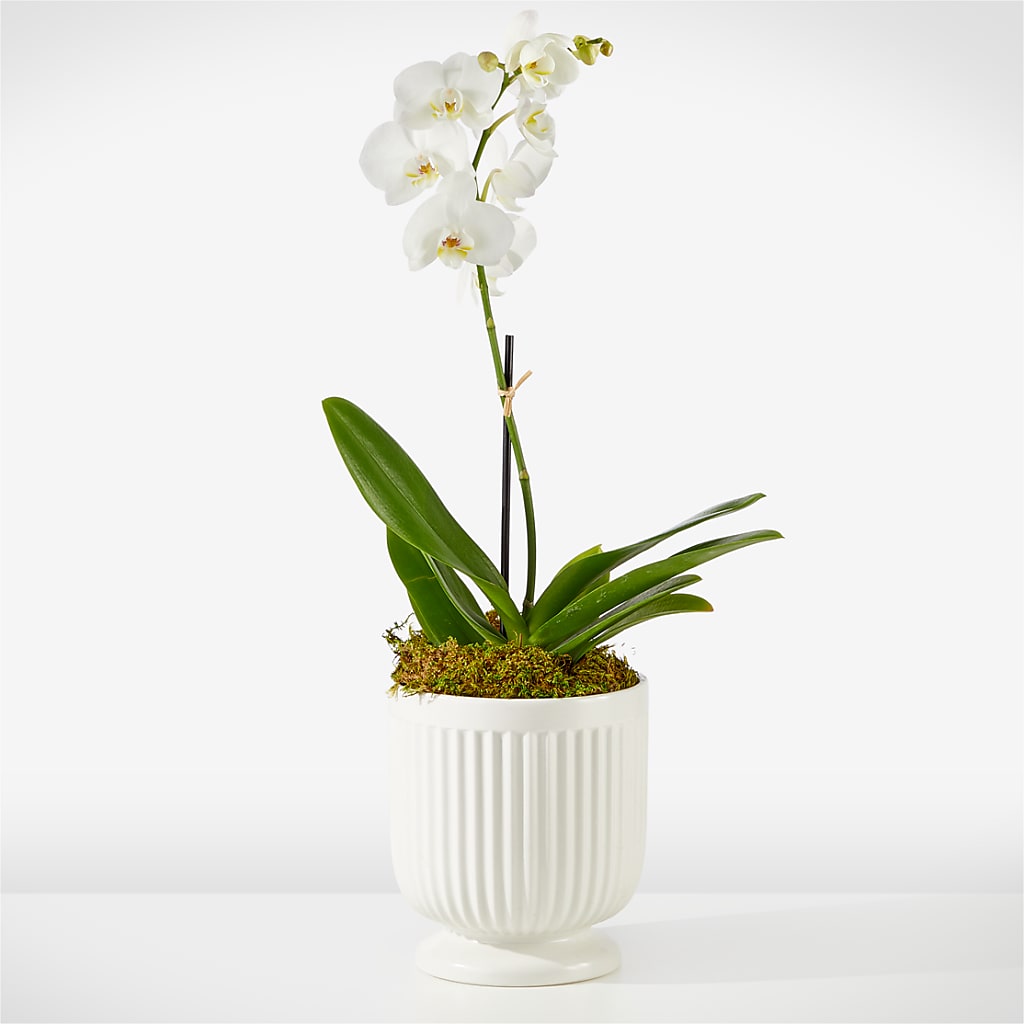 Whispering White Orchid – Unique Flowers And Wedding, Miami FL