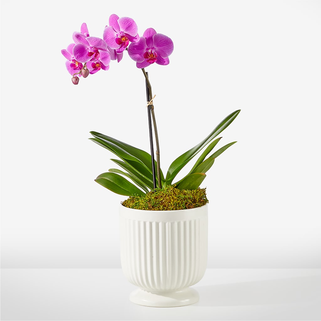 Friendly Fuchsia Orchid – Unique Flowers And Wedding, Miami FL