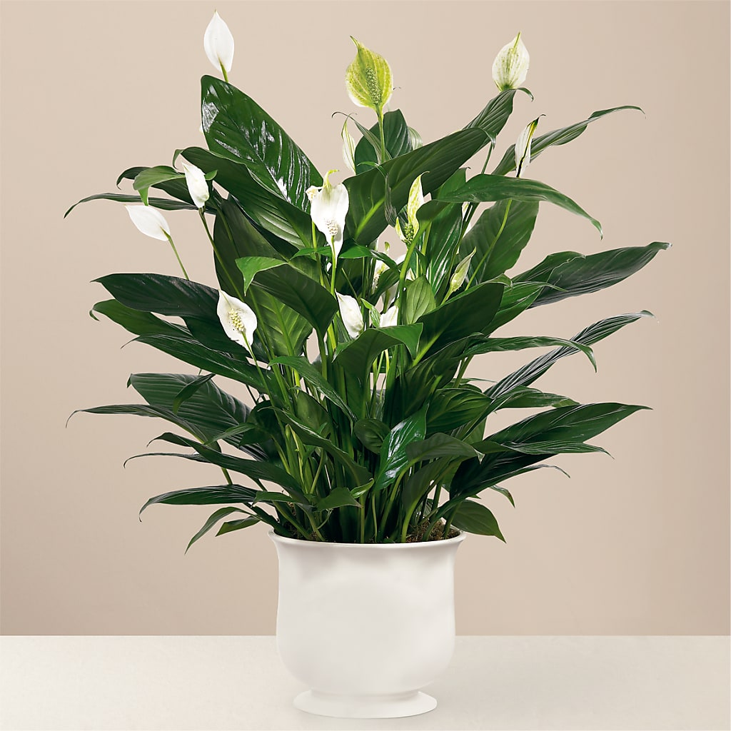 Comfort Planter – Unique Flowers And Wedding, Miami FL