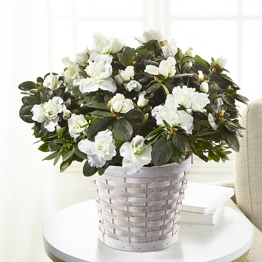 White Azalea Plant – Unique Flowers And Wedding, Miami FL