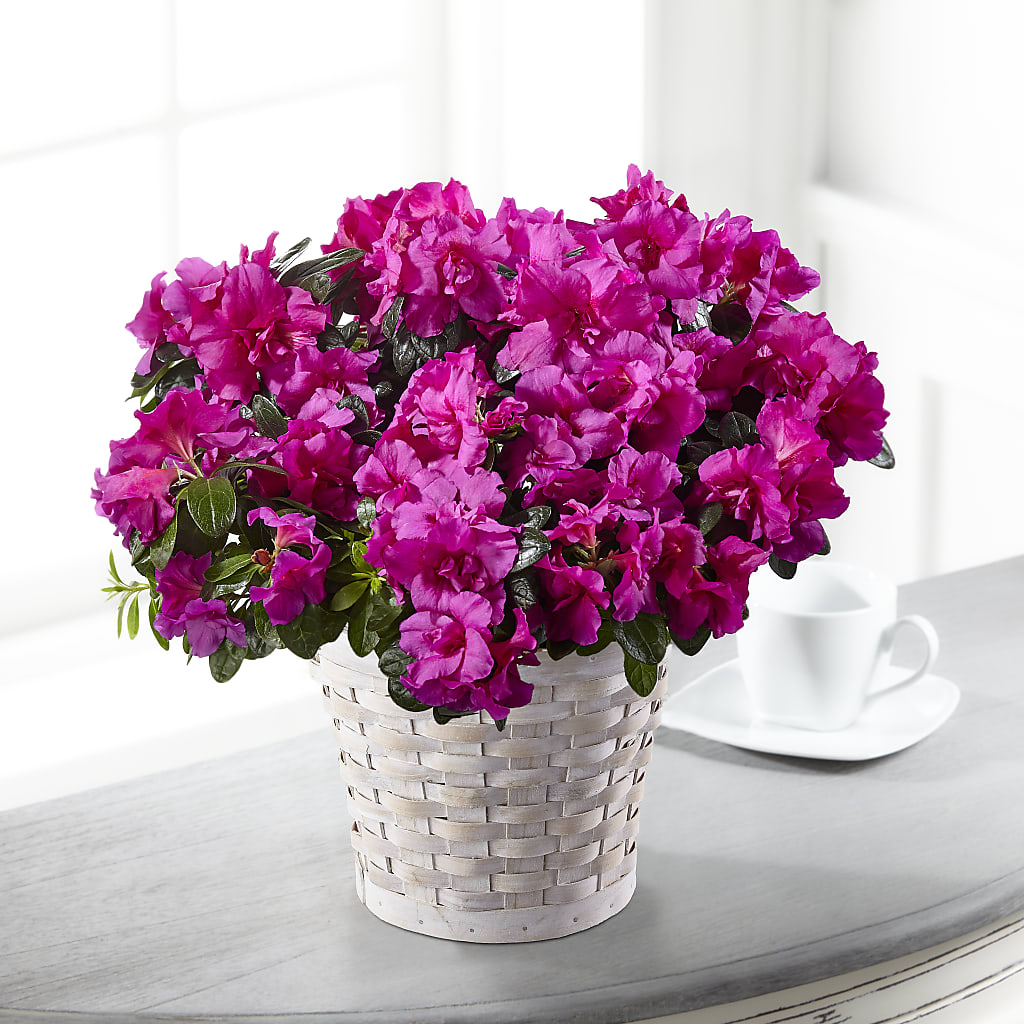Hope & Serenity Azalea Plant – Unique Flowers And Wedding, Miami FL