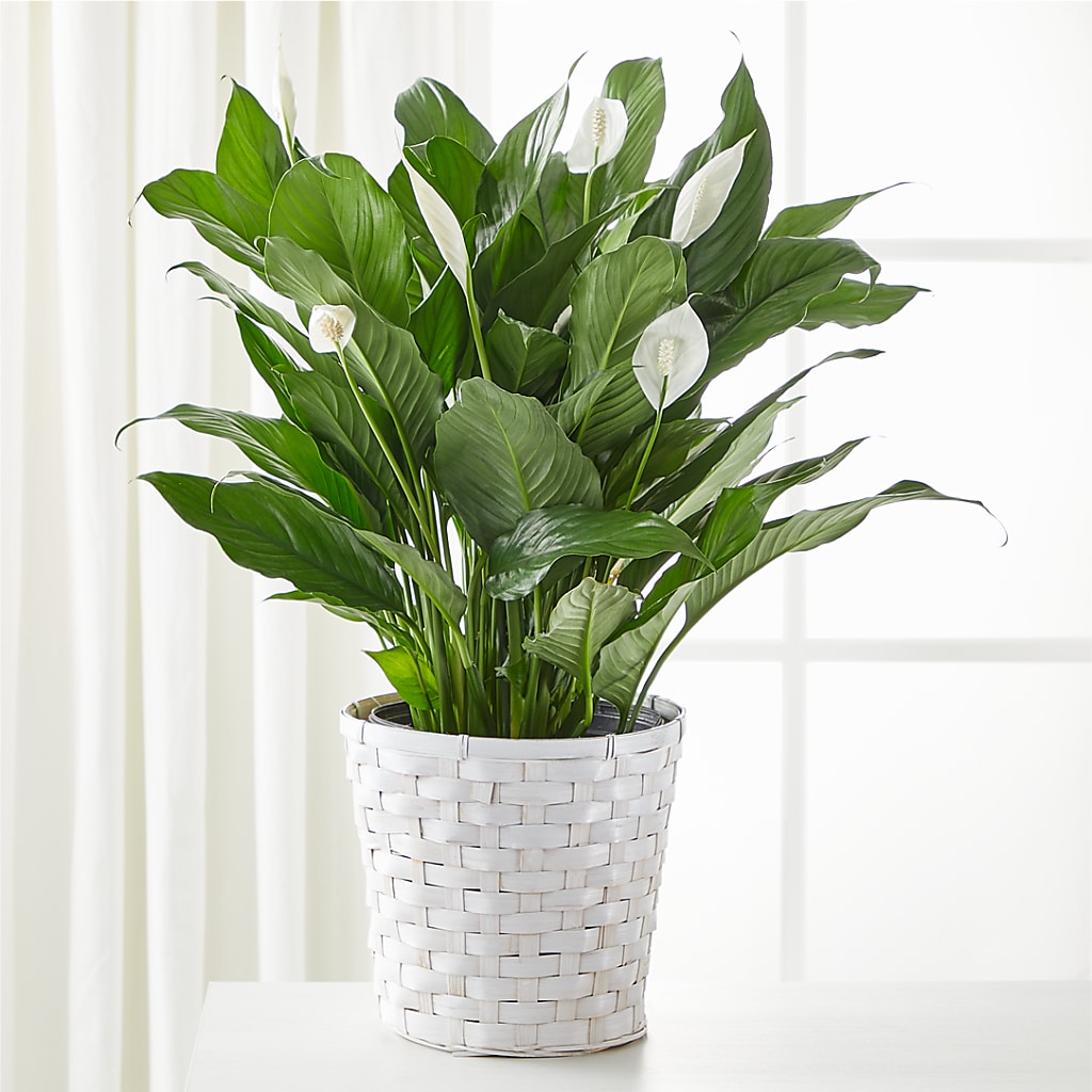 A New Leaf Peace Lily – Unique Flowers And Wedding, Miami FL
