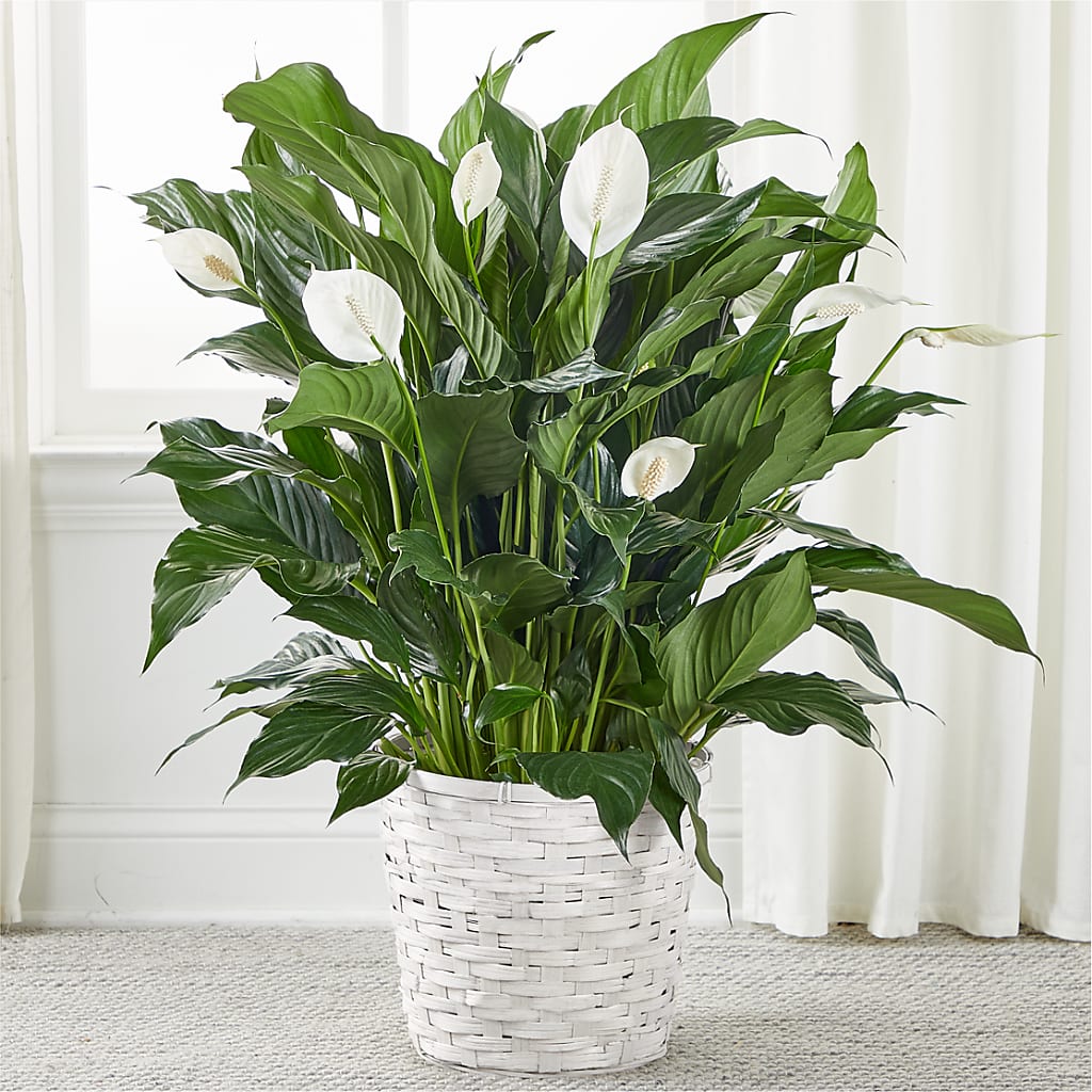 A New Leaf Peace Lily – Unique Flowers And Wedding, Miami FL
