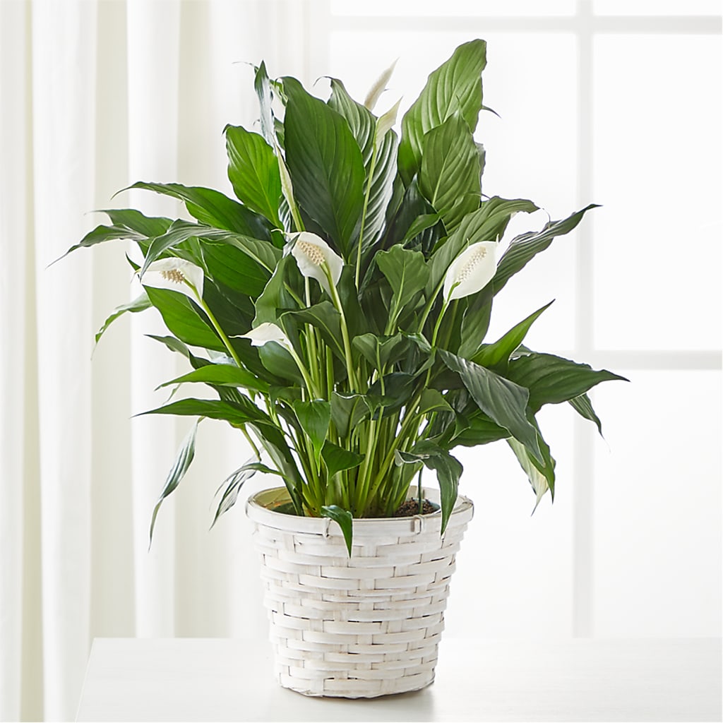 A New Leaf Peace Lily – Unique Flowers And Wedding, Miami FL
