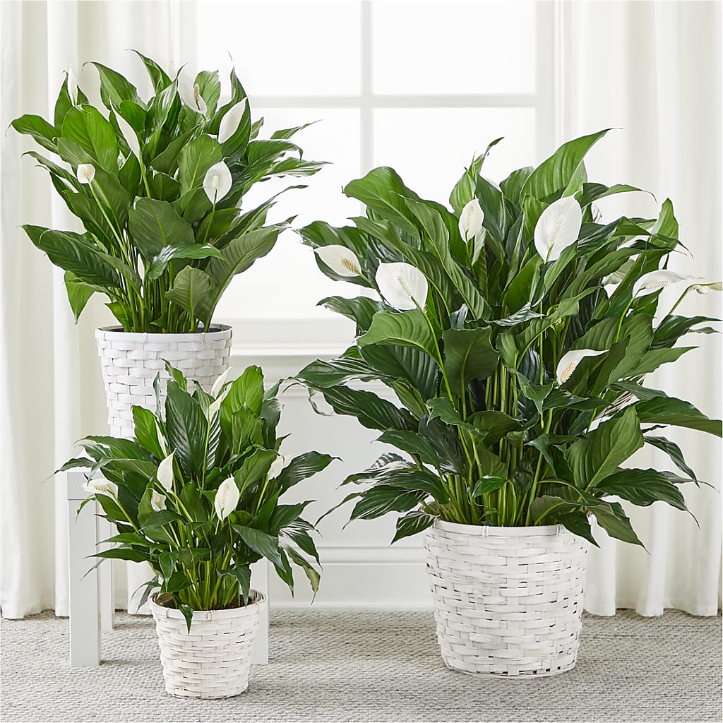 A New Leaf Peace Lily – Unique Flowers And Wedding, Miami FL