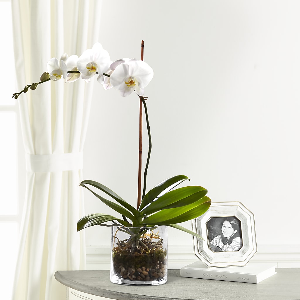 White Orchid Planter – Unique Flowers And Wedding, Miami FL