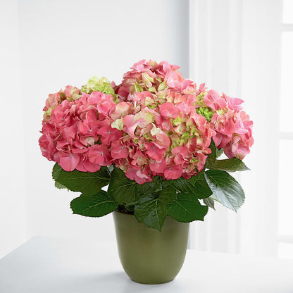 Pink Hydrangea Planter –  Unique Flowers And Wedding, Miami FL