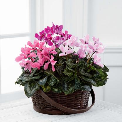 Mixed Cyclamen Planter –  Unique Flowers And Wedding, Miami FL