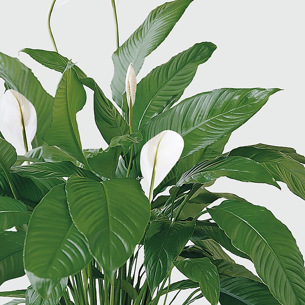 Tranquil Moments Peace Lily Plant –  Unique Flowers And Wedding, Miami FL