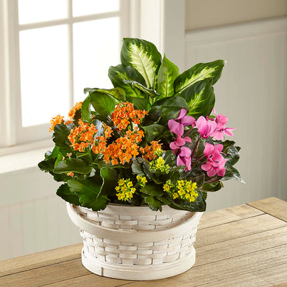 Color Crush Dishgarden –  Unique Flowers And Wedding, Miami FL