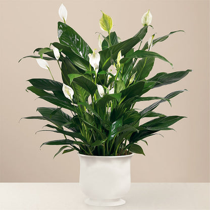 Comfort Planter –  Unique Flowers And Wedding, Miami FL