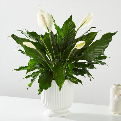 Comfort Planter –  Unique Flowers And Wedding, Miami FL