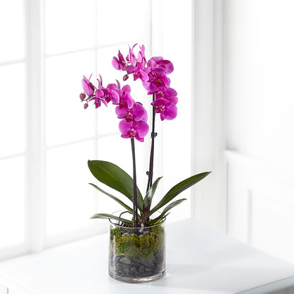 Pink Orchid Plant –  Unique Flowers And Wedding, Miami FL