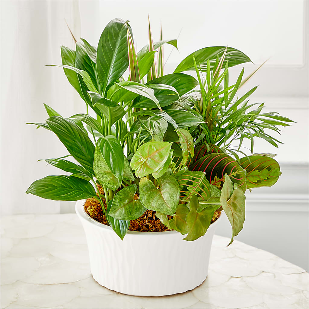 Balance & Harmony Dishgarden –  Unique Flowers And Wedding, Miami FL