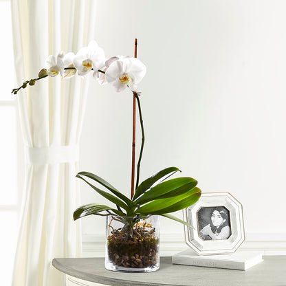 White Orchid Planter –  Unique Flowers And Wedding, Miami FL